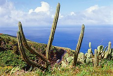 Cactuses on the lonesome northcoast