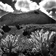 Cactuses on young lava