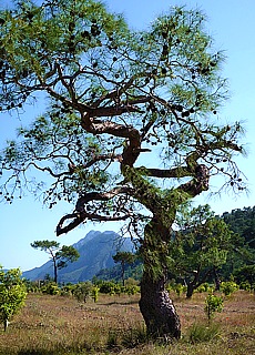 Ancient pines along the Lycian Way to Cirali