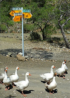 Signpost on the Lycian Way near Cirali