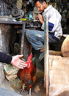 Craftsman with gentle cock in Fez