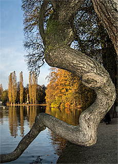 Magic snake tree at lake Kleinhesselohe