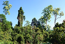 Jungle around Nge Saung
