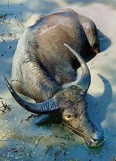 Burmese Waterbuffalo doing his evening bath