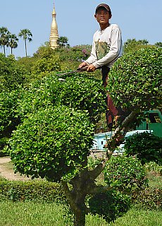 Gardenworker in Yangon