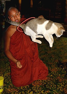 Jumping Cats Monastery