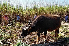 Sugarcane harvesting on Lake Inle with waterbuffalo