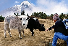 Yak farming in Khumjung