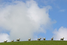 New Zealand - great freedom for sheeps