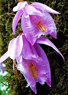 Orchids in rhododendron mountain forest
