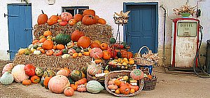 Pumpkin harvest festival