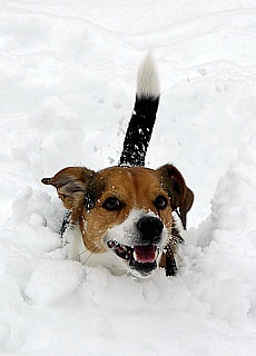 Winter romance in Munich - Jack Russell Terrier