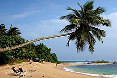 Beautiful palm beach near Mirissa