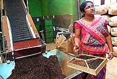 Tea factory in the highlands of Nuwara Eliya