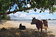Holy cows on the beach in Weligama