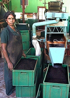 Worker in the tea factory Glenloch