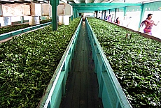 Glenloch Tea Factory