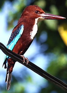 Kingfisher bird in Sri Lanka