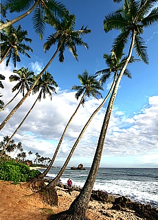 Beautiful palm beach near Weligama