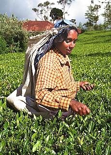 Tea picker in the highlands of Nuwara Eliya
