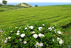 Tee plantage near Gorreana on So Miguel
