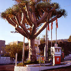 Thousand years old Dragon tree at gasoline station