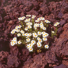 Teide Marguerites growing in the young lava