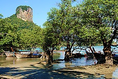 Mangroves on Railay Beach (east) in Ao Nang