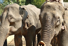 Elephant camp in Nge Saung