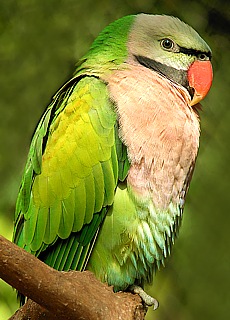 Burmese Papagei