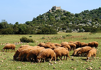 Herd of sheep in front of a Genoese castle from the late Middle Ages